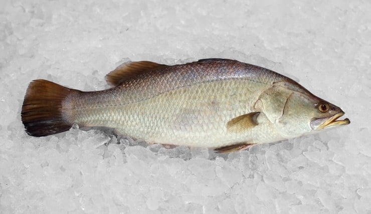 Asian sea bass, or barramundi